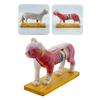 Modelo Anatómico Animal para Aprendizaje Veterinario