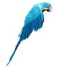 Creative Polyethylene Artificial Parrots Imitation Bird Model Home Outdoors Garden Wedding Decoration Ornament DIY Party Use