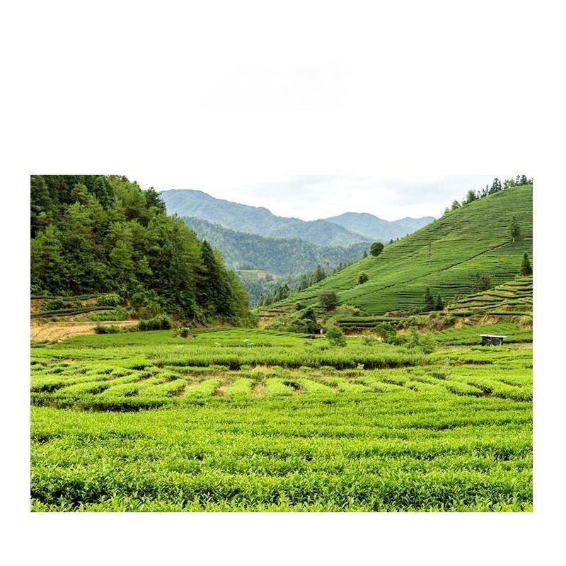 Authentic Yingde Black Tea Yinghong No. 9 High-Quality Organic Canned Gift Tea