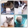 Chinchilla Squirrel Rabbit Volcanic Stone Cage Accessories Safety Teeth Molar Stone Pets Supplies Chew  Natural Mineral