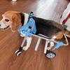 Adjustable Dog Hind Leg Wheelchair Disabled Pet Walker with Hind Leg Support and Hip Support Dog/Cat Hind Leg Auxiliary Vehicle