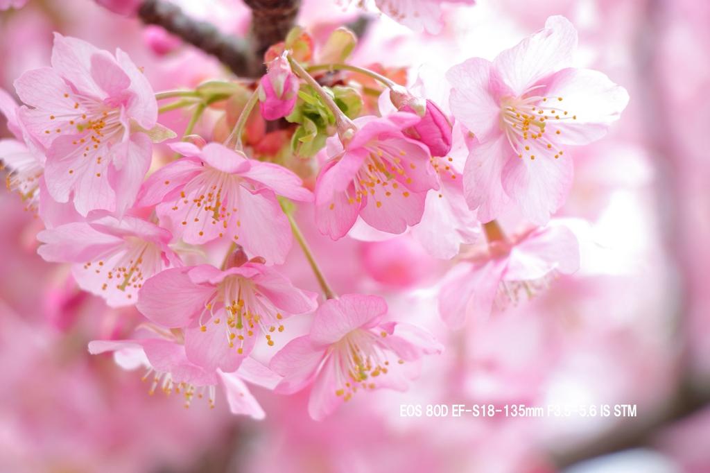 Refurbished Canon EOS 80D Digital SLR Camera, Black