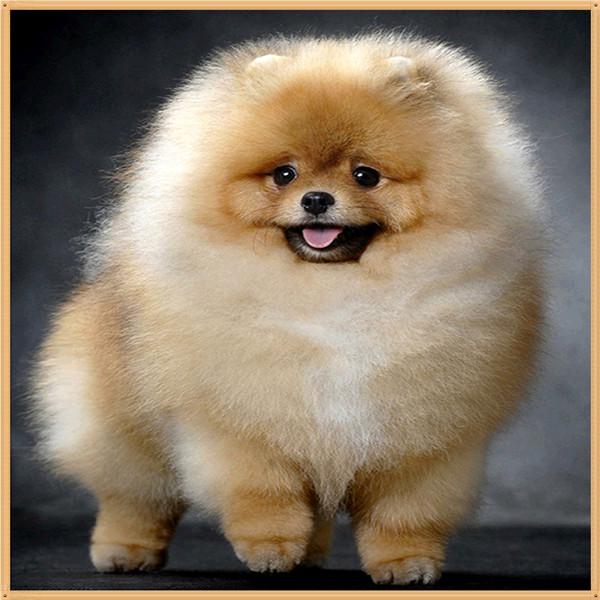 5D DIY Diamant Malerei Cartoon Tier Blume Diamant bestickt Teil Runde Strass Kreuzstich