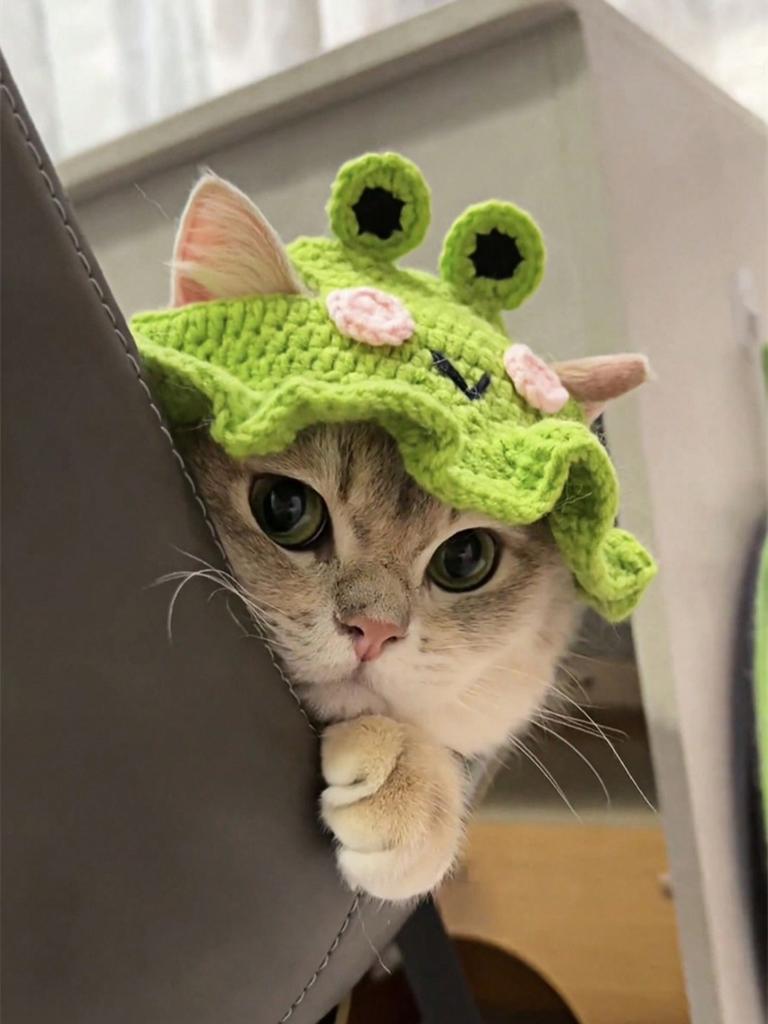 1 Stück Frosch Gestrickte Haustiermütze Entzückende Cartoon Katzenmütze für Kleine Hunde Katzen Handgestrickte Kopfbedeckung Gemütliches Stilvolles Haustierzubehör Weich Warm Winter Foto