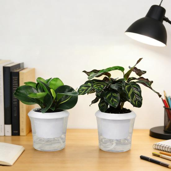 Self Watering Plant Pots Indoor Plants Planter with Reservoir Clear Plastic Round Flower Pot with Wick Ropes for Succulents Herbs Flowers Office Home