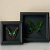 Handmade Black Butterfly Specimen Frame - Creative Birthday Gift Ornament