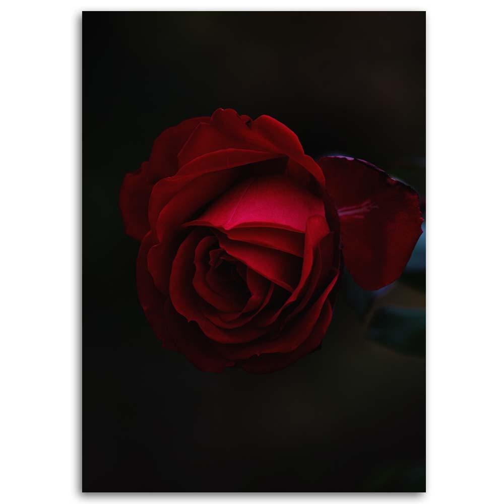 Canvas print, Rose on black background