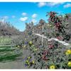 Bird Repellent Tape, Set Of 3 Tapes X 50m X 4.8cm - Scarecrow Bird Repellent - To Repel Crow Pigeons And More, 150m-hy