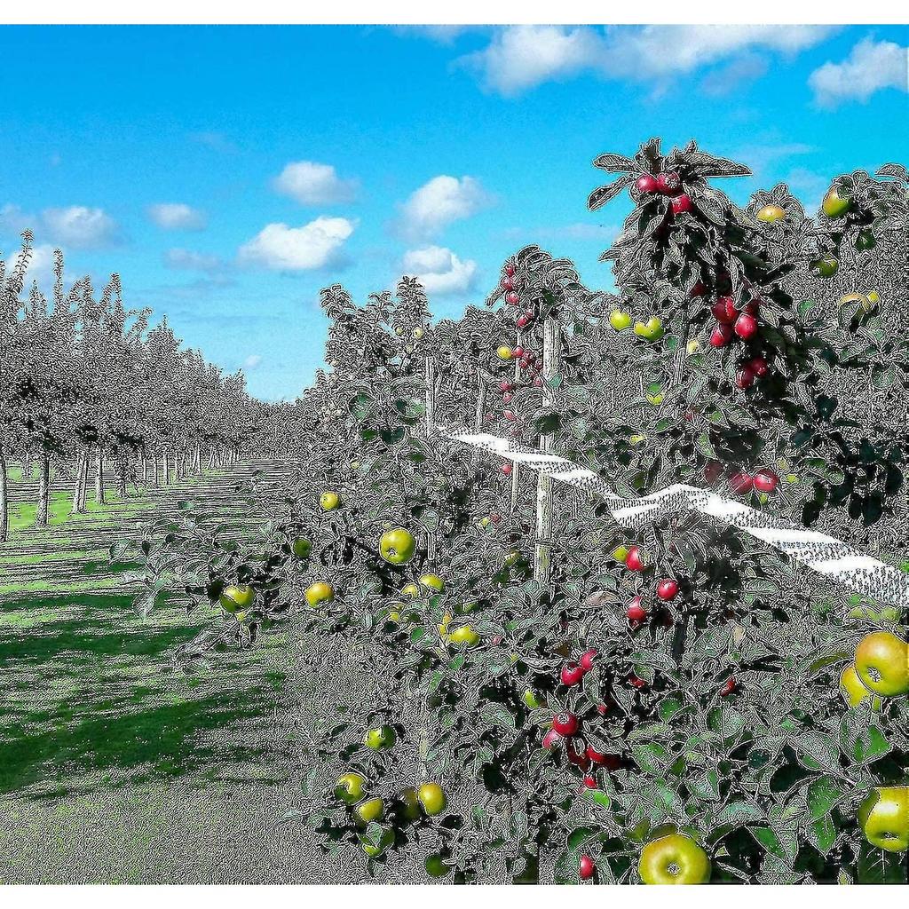 Bird Repellent Tape, Set Of 3 Tapes X 50m X 4.8cm - Scarecrow Bird Repellent - To Repel Crow Pigeons And More, 150m-hy
