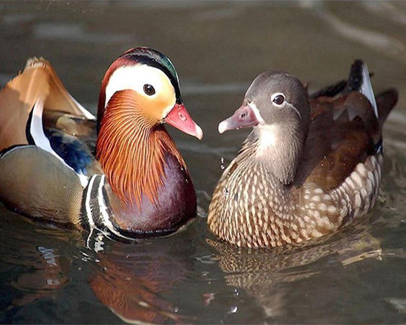 5D-Diamantstickerei zum Selbermachen, kleine Tiergeister, Bild mit Strasssteinen, Diamantmalerei, Blumen und Einhörner, Diamantmosaik, Bastelset, Heimdekoration