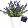 Artificial Decorative Plant Lavender In a White Pot