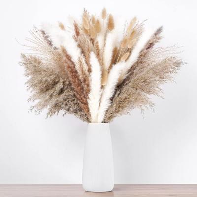 Yunnan Small Reed Dried Flower Bouquet Small Whisk Small Pupa Reed Grass Dried Reed Rabbit Tail Grass