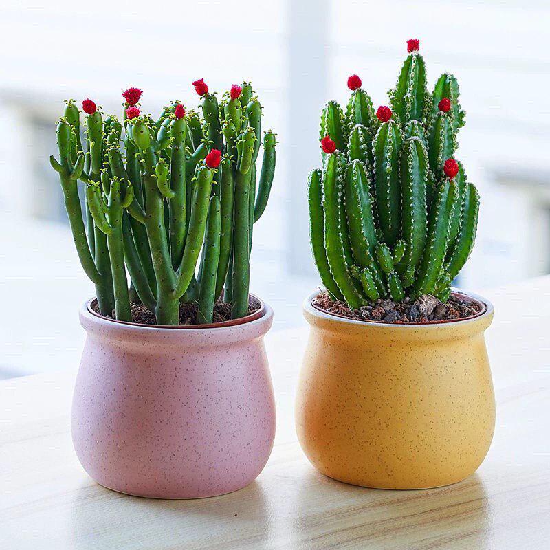 Ten Thousand Layer Mountain Money-Attracting Succulent Cactus Tree for Indoor and Office Decor