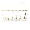 Corn Germination In Acrylic Block Lifecyle of Corn Biology Science Classroom Specimens (Corn Germination)