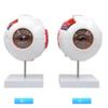 Eyeball Model Anatomical Eyeball Model Medical Learning Aid Teaching Instrument 6X Enlarged Human Eye Anatomical Model