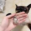 Cat Keychain Pendant Backpack Cat Hair Storage Box Hanging Cat Bag Hanging Pet Hair Grooming Souvenirs
