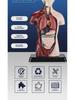 3D Detachable Human Organ Model for Kids - DIY Medical Simulation Toy