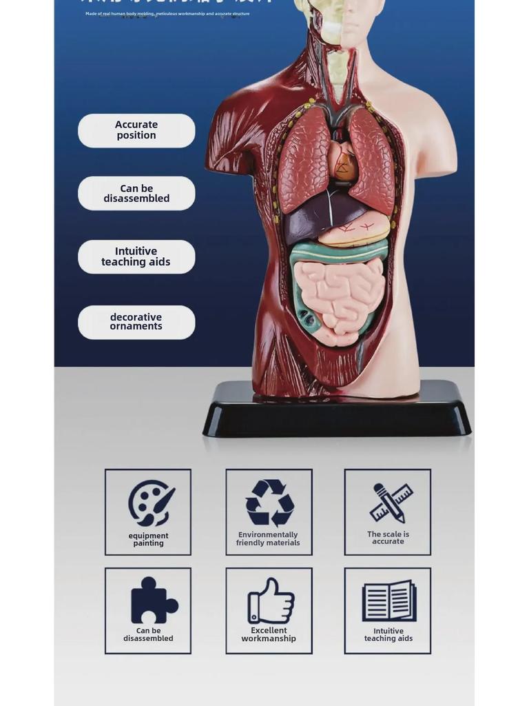 3D Detachable Human Organ Model for Kids - DIY Medical Simulation Toy