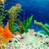 Silikon Konstgjord Fluorescerande Simulering Bläckfisk Akvarium Fiskbehållare Dekoration(Grön)