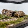 Caverna Esconderijo para Répteis Abrigo de Casca Natural para Tartaruga Lagarto Gecko Escorpião Aranha Anfíbio Decoração de Terrário Habitat Escalada