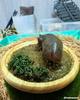 [USED] Hippopotamus figure/diorama