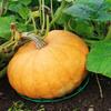 Watermelon Pad Melon And Fruit Planting Tray Garden Agricultural Melon And Fruit -permeable Plastic Stable Bracket Fruit Support Rack