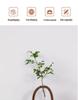 Walnut Solid Wood & Glass Hydroponic Vase for Home - Perfect for Green Plants, Fresh Flowers, and Desktop Arrangements
