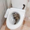 Lifelike Kitten Toilet and Wall Sticker Set Realistic Cat Bathroom WC Decoration Waterproof Home Decor