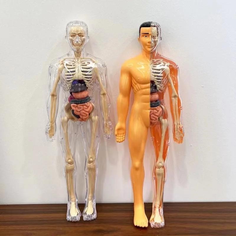 Non-Toxic 3D Human Torso Model Children Diy Assembled Puzzle Human With Removable Organ Early Science Education Kid School Medical For Kid