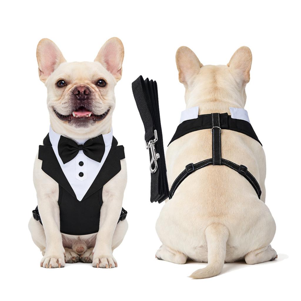 Complete Pet and Leash Set for Everyday Walking , Training and Outdoor Adventures