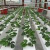 Hydroponic Strawberry Growing Trough: Soilless Cultivation Equipment for Agriculture