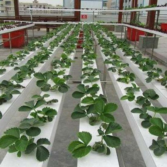 Hydroponic Strawberry Growing Trough: Soilless Cultivation Equipment for Agriculture