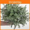 Eucalyptus Globulus Plant Foliage For Home Enhancement Prop Photography