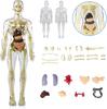 YoXinKau Human Anatomy Model Toy, Kids' Toy, Human Anatomy Model with Removable Internal Organs, Anatomy Model Set for Kids, Educational Aid, Assembly