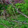 Fruit Tree Branch Shape Fixator Garden Yard Trees Support Holder Plants Vine Trainers M-Shaped Steel Wire Branch Bending Tools
