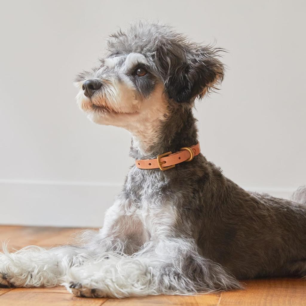 We Original All Leather Collar Natural GOOD MANNERS DOG SERIES - (S) /