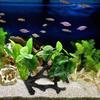Aquarium Landscape Model Driftwood Aquariums Decorations Art Crafts Terrarium Habitat Ornaments