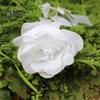 Artificial Flower Plastic 1Pc Smooth Surface Fake Fadeless Wedding Props Plant