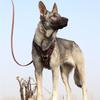 Robustes Hundegeschirr aus echtem Leder für große Hunde, verstellbare Schnellkontrolle mit Griff, Heimtierbedarf für Labrador