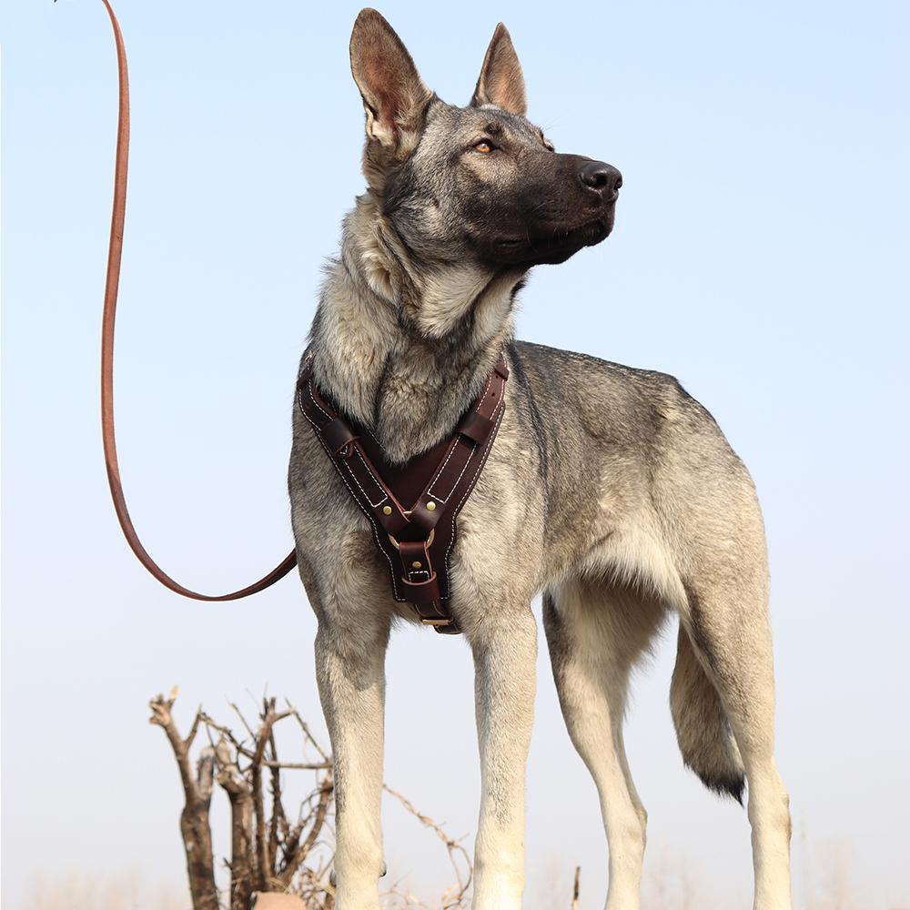 Robustes Hundegeschirr aus echtem Leder für große Hunde, verstellbare Schnellkontrolle mit Griff, Heimtierbedarf für Labrador