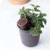 20 szt. Koszyczek na nawóz Ogród Bonsai Narzędzie do sadzenia Podwórko Automatyczne uwalnianie nawozu Pojemnik do rozsad z pokrywą 3 rozmiary