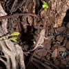Life Like Artificial Vine Climbing Branch For Terrariums Decors Reptiles Habitat Vine Easy To Clean Water Resistant