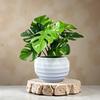 1Pc Artificial Green Turtle Leaf Bamboo Potted Plant With White Flower Pot Mini Turtle Leaf Plant For Home Office Dairly Decor