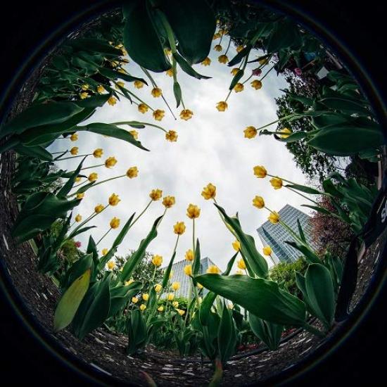 LAOWA 4mm Circular Fisheye Fisheye Lens for Canon Mount APS-C EF-M (LAO0058)