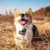 Oblečky a obuv – Doplňky pro psy