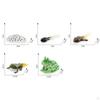 Life Cycle Animal Figures Toy Animals Cognitive Playset Science Frogs Model for