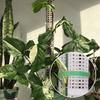 25Cm Moss Pole Plastic Plant Stand Support Plant Climbing Plants Guardian Tutors Moss Stick Growth Garden Support Accessories