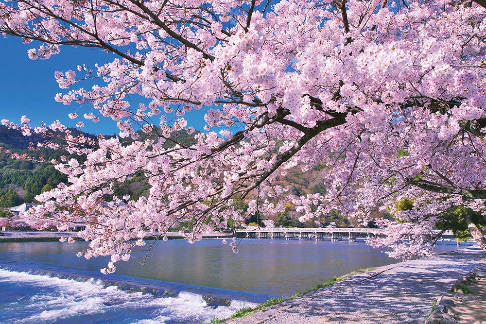 

1000-piece jigsaw puzzle: Arashiyama Cherry Blossoms in Full Bloom (Kyoto) (50x75cm)