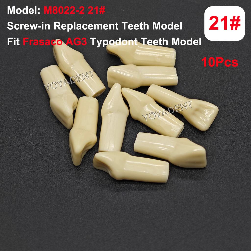 Fit Frasaco AG3 Typodont Dental Teeth Model Full teeth 32Pcs Screw-in Practice Filling Soft Gum Gingivae Teeth Training Teach