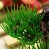 Artificial Pine Realistic Dismountable Plastic Miniature Simulation Bonsai for Fish Tank